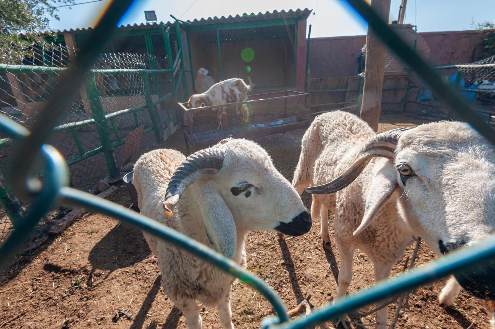 Ferme Sidi Safou & Spa Маракеш Екстериор снимка