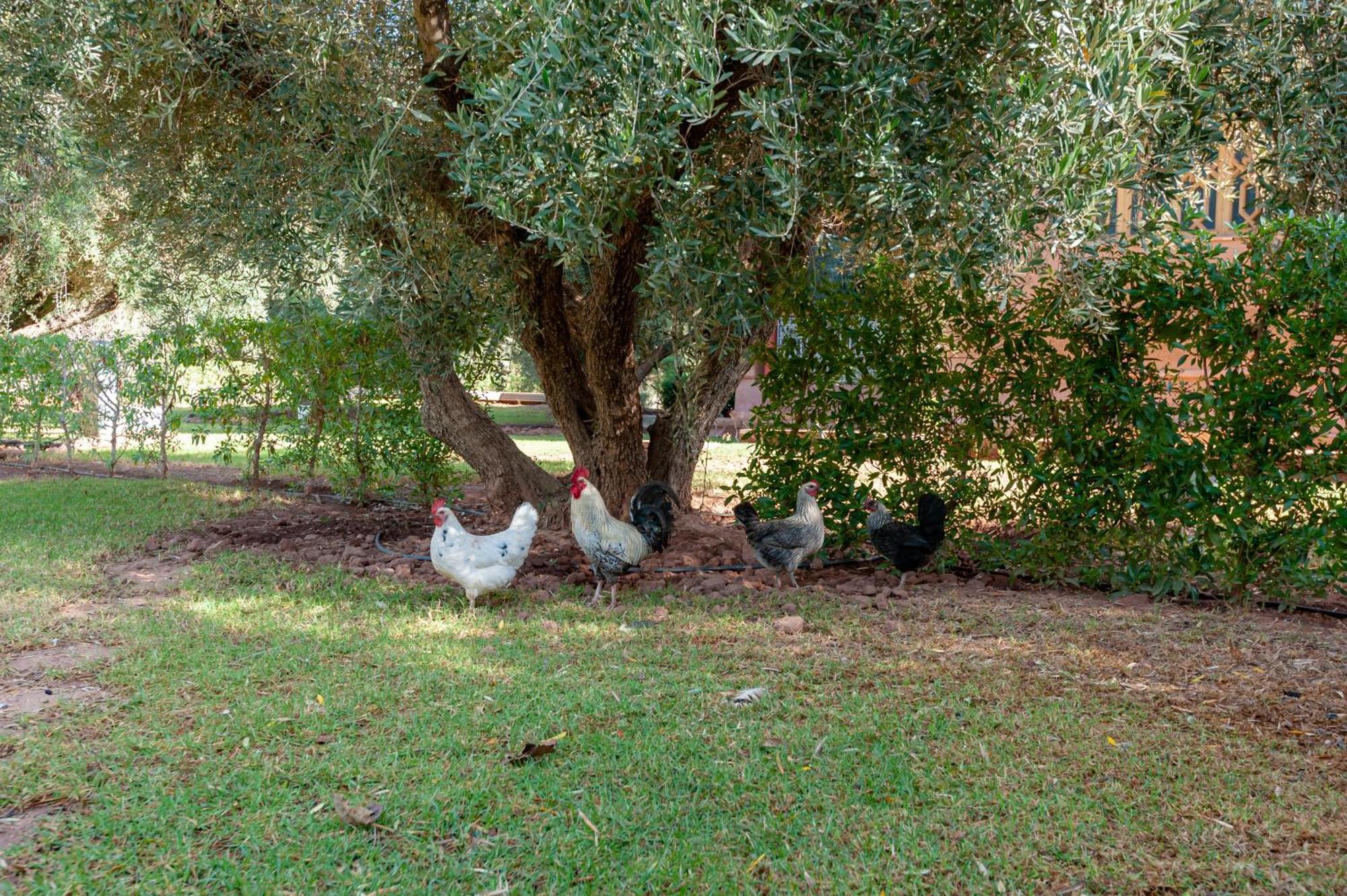 Ferme Sidi Safou & Spa Маракеш Екстериор снимка